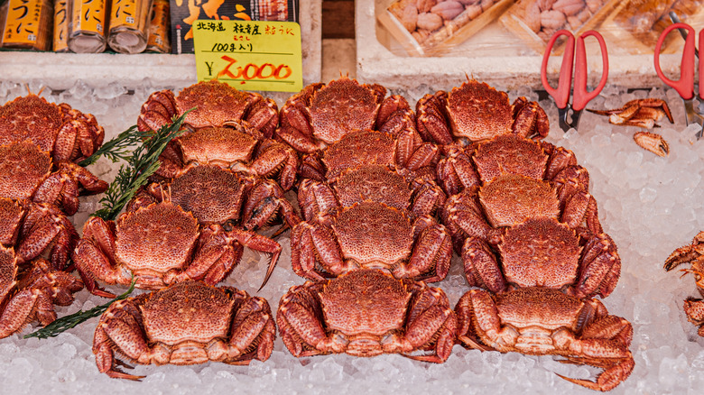 Live red crabs on ice