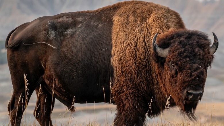 Bison roaming in a field