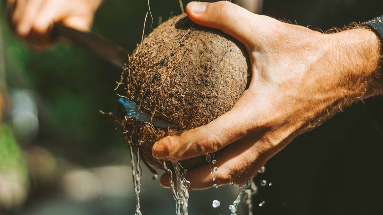 opening mature coconut with knife