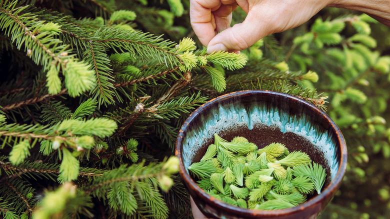 putting pine needles in bowl