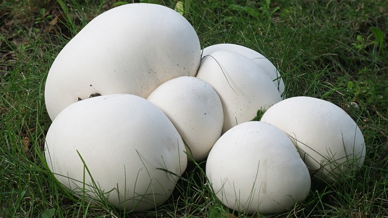 Puffball mushrooms on grass