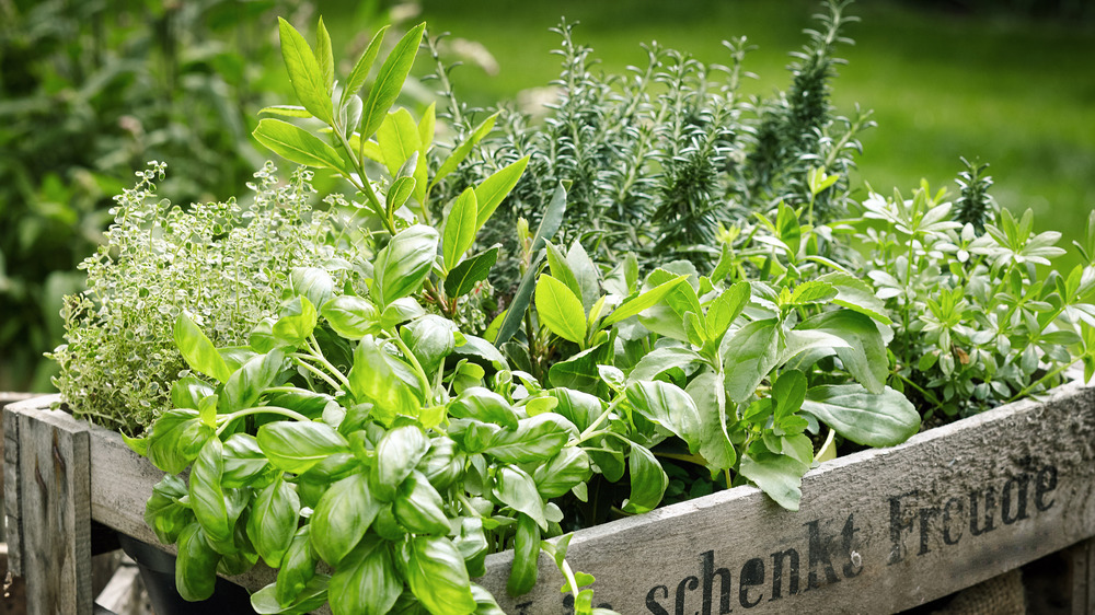 wooden crate with various fresh herbs