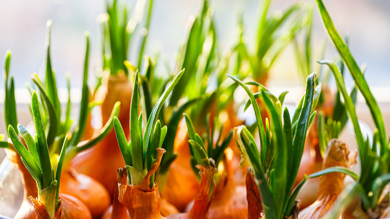 Several onions sprouting green shoots