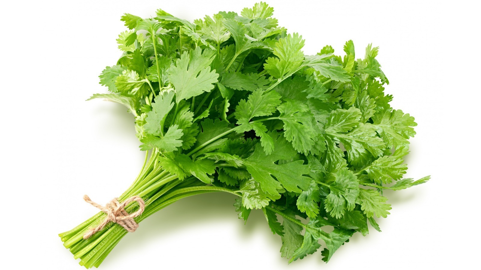 How To Tell If Cilantro Has Gone Bad
