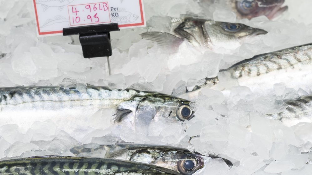 Fresh mackerel on ice