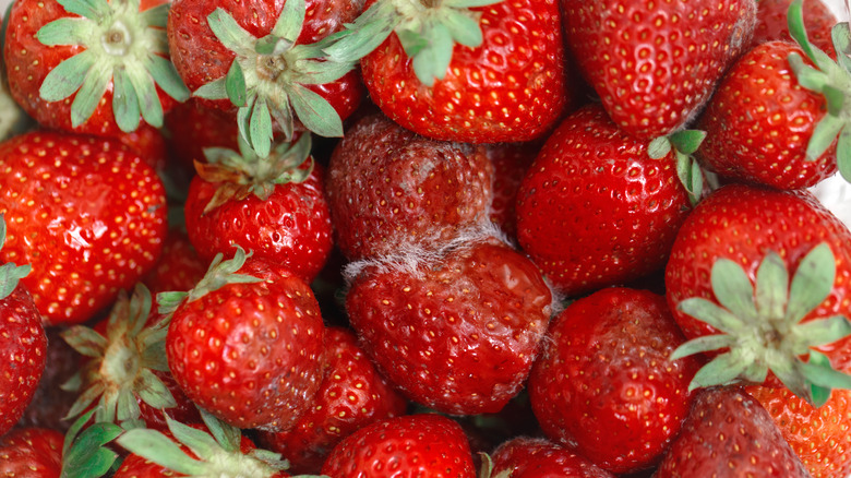 strawberries with white mold  