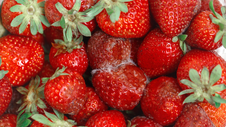 How To Tell If Strawberries Have Gone Bad