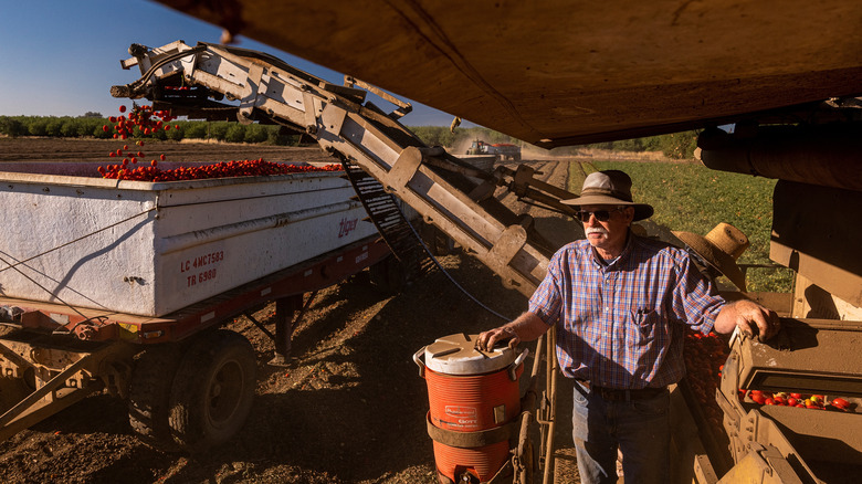tomato harvest in california