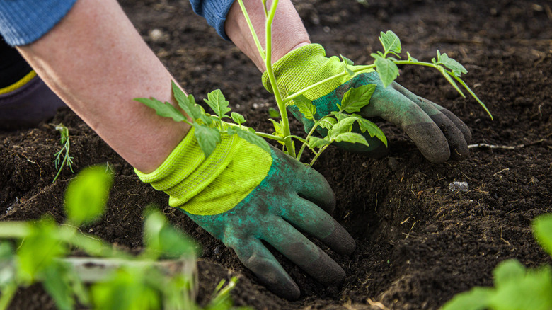 planting a tomato in soil