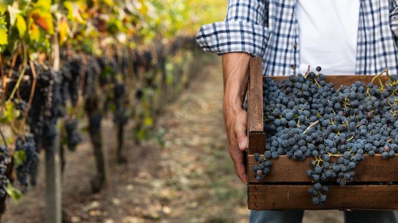 Man carrying a case of grapes