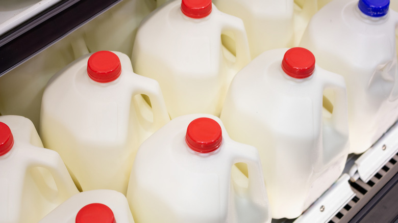Gallon jugs of milk at grocery store
