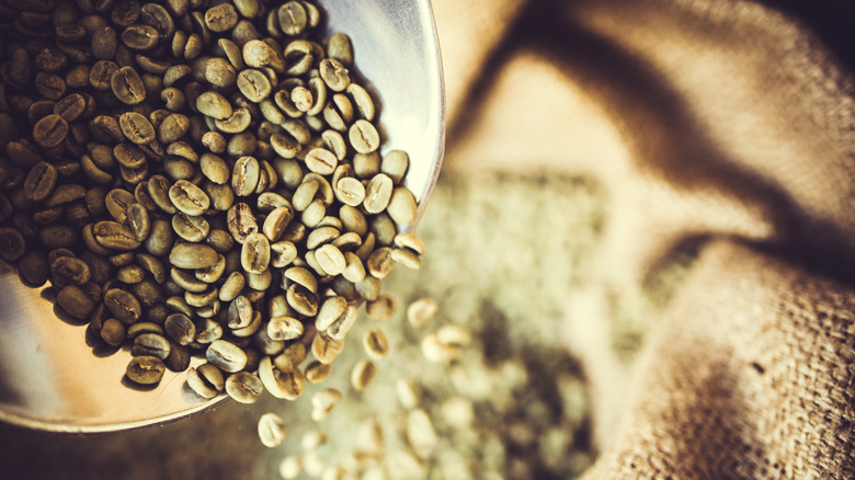 A scoop of unroasted coffee beans dropping beans into a burlap sack.