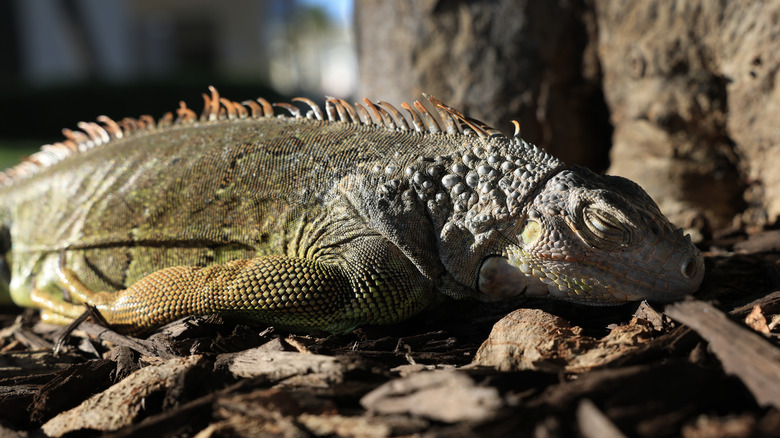A cold-stunned Iguana in Florida.