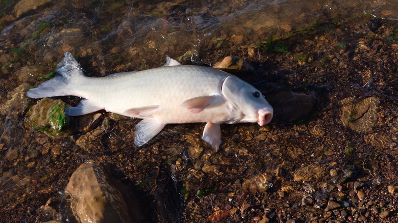 smallmouth buffalo fish 