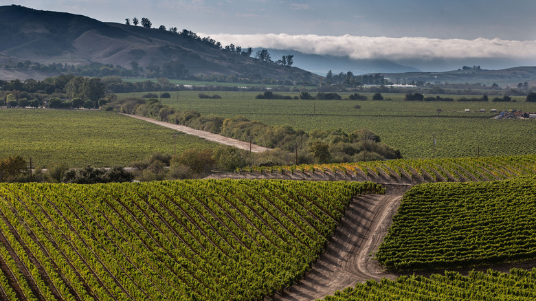 Vineyard in Los Alamos, California.