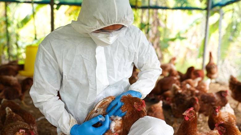 person performing bird flu vaccination