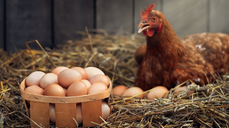 hen with many eggs