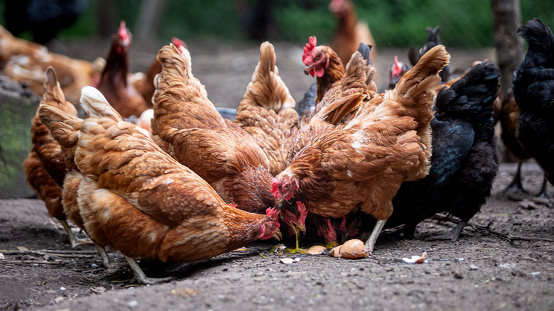 hens pecking ground