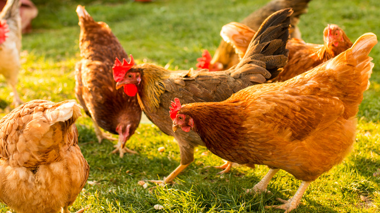 pastured hens