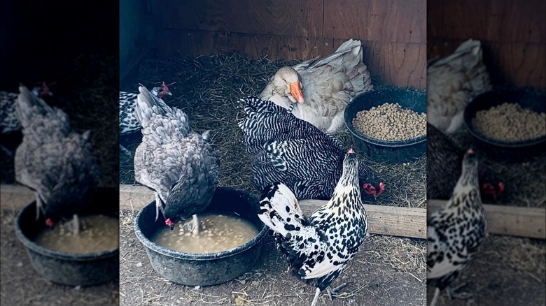 Martha Stewart's Chickens