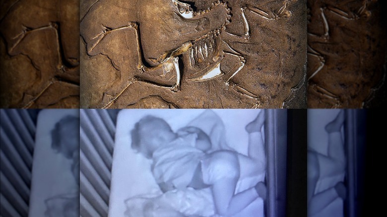 child sleeping in twisted position, compared to dinosaur fossil