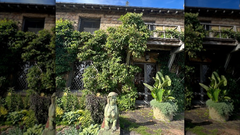 martha stewart's kiwi vines
