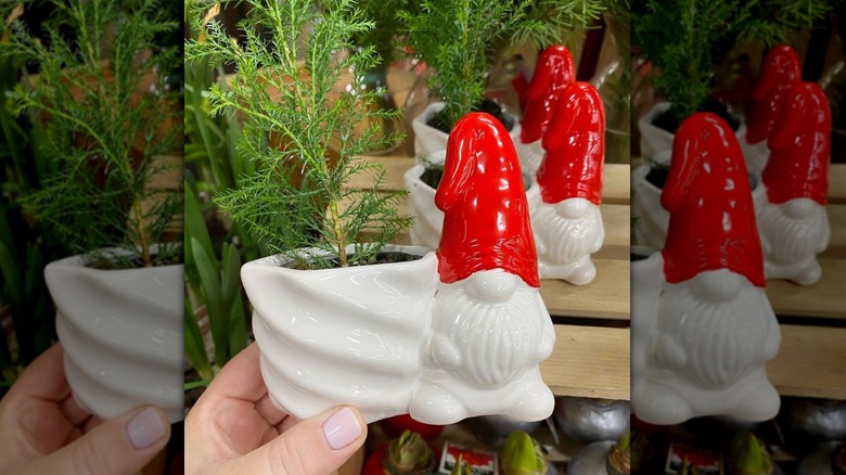 Trader Joe's holiday gnome planter