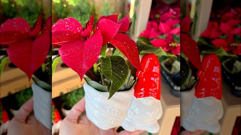 Trader Joe's holiday gnome planter