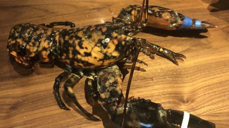 Calico lobster