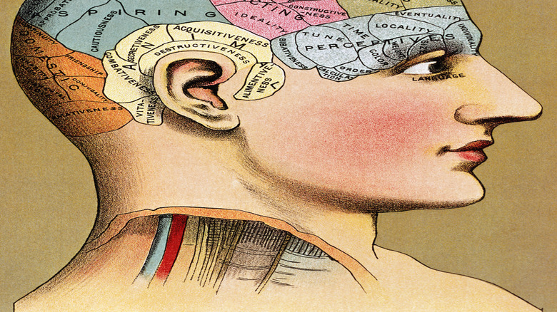 phrenology map of the human skull