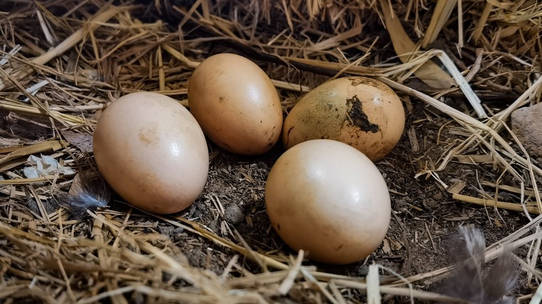 Freshly laid eggs in a nest