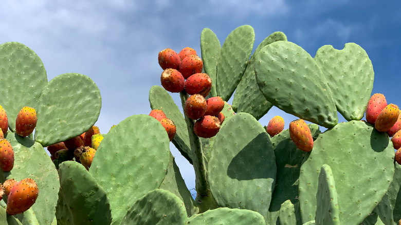 Close-up of Cactus