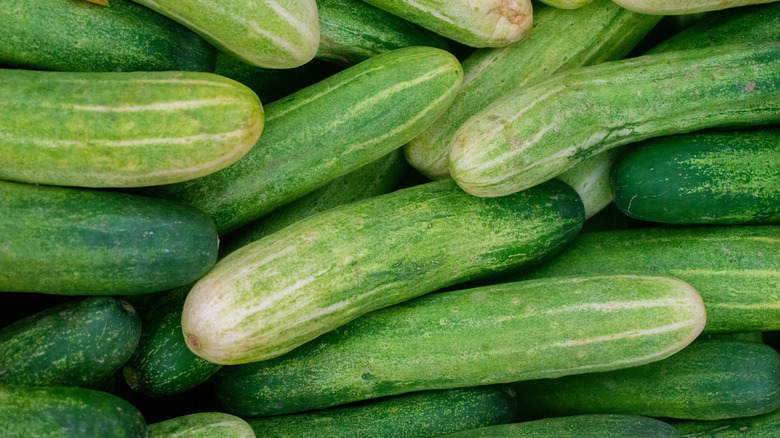 Large, fresh green cucumbers ready for pickling.