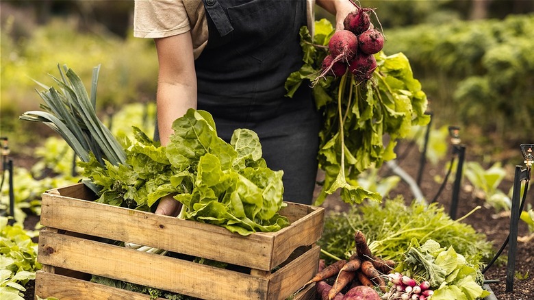 Gardener harvesting produce 