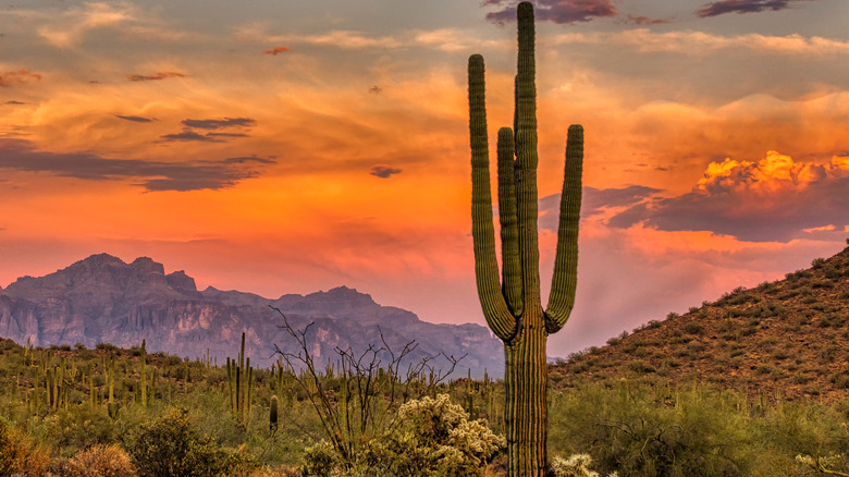 Tall cactus in desert