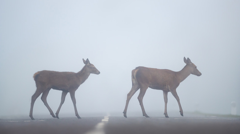 Two deer crossing the road in the rain.