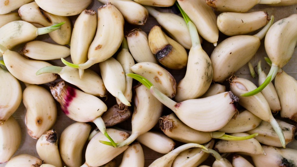 Sprouting garlic cloves