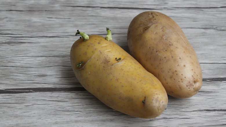 sprouting potato 