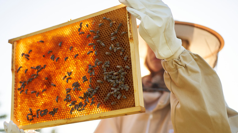 Beekeeper with honey cell