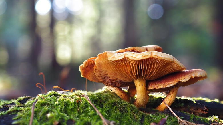 Mushrooms on a mossy log
