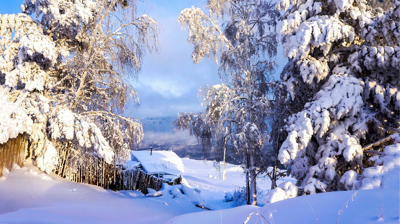 Fresh snow on trees and a house 