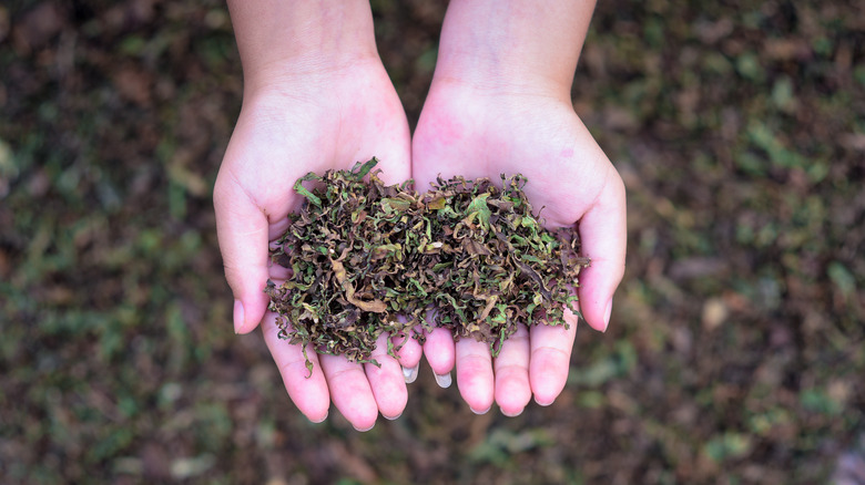 Two hands holding dried tobacco leaves