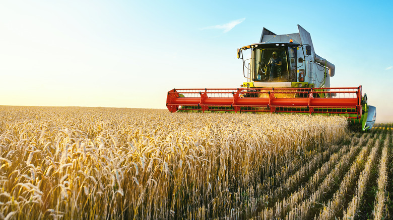 wheat farmer harvesting a crop