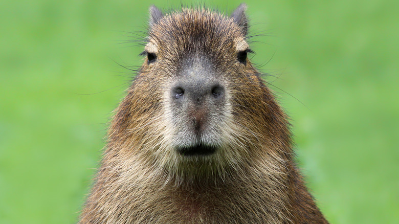 Capybara with unamused expression