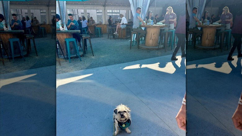 Dining area at Franklin Food Court with small dog in foreground.