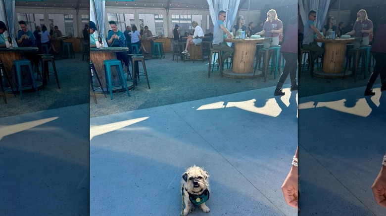 Dining area at Franklin Food Court with small dog in foreground.