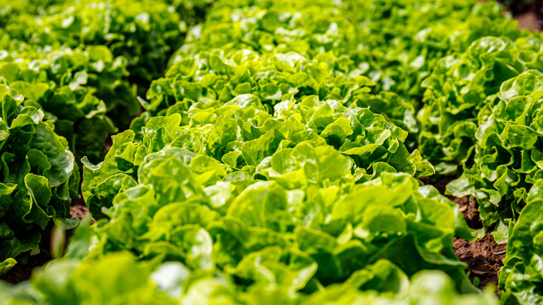 Local Bounti growing techniques