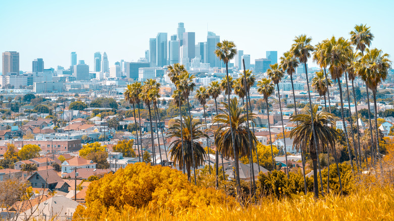 Palm trees in front of downtown LA