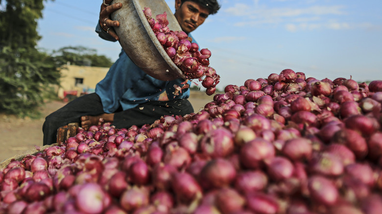 Farmer with red onion harvest