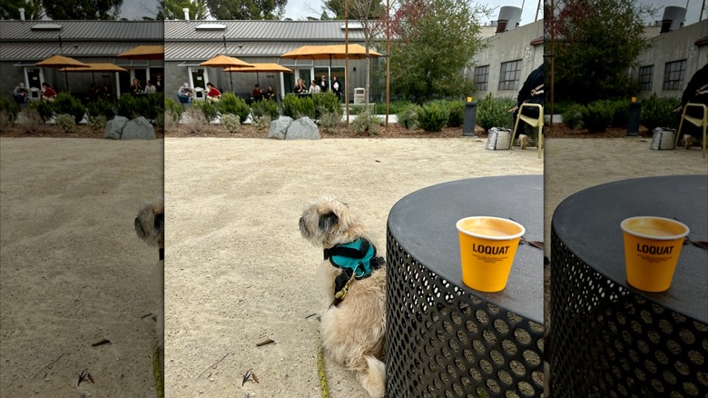 Cup of coffee and a dog in a courtyard